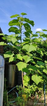 Paulovnia plstnatá (Paulownia tomentosa) - 6