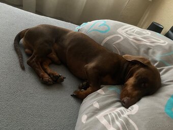 Jazvečik na kritie - 6