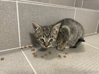 Darujem mačiatka - 6