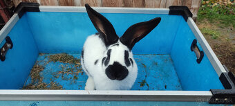 Predám zajacov NOS - 6