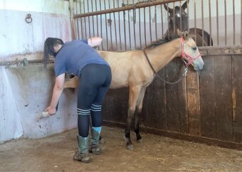 Buckskin žrebček polovičný QH - 6