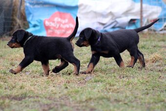 Beauceron - francouzský ovčák s PP (FCI) - 6