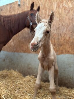 Ponúkam pripúštanie Cremello AQH žrebcom - 6