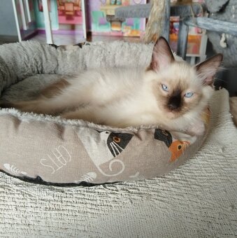 Ragdoll mačiatka - 6