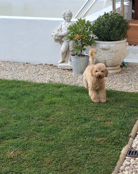 Pudlik pudel trpasličí,psík - 6