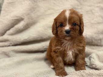 Cavapoo - 6