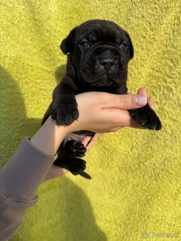Výnimočné šteniatka americký bandog s PP k odberu - 6