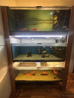 Rozpredam aquaristiku - 6