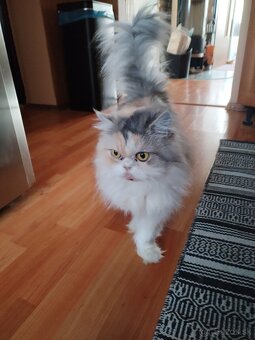 perzska a britska - 6