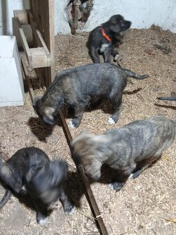 Predám írsky vlkodav - 6