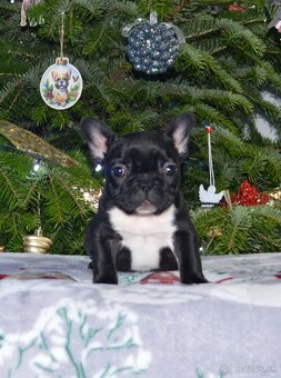 Francúzsky buldoček s PP/French bulldog - 6
