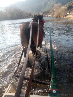 Predám kobylu - 6