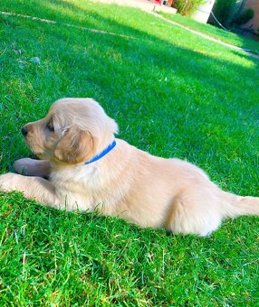 Zlatý retriever - 6