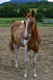 American Paint Horse - 6