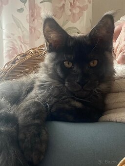 Mainská mývalia , Maine Coon , MCO s PP - 6