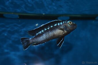 Predám prebytky chovu - Africké cichlidy: - 6