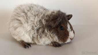 Morské prasiatka - 6