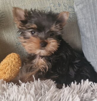 Yorkshírsky terier - 6