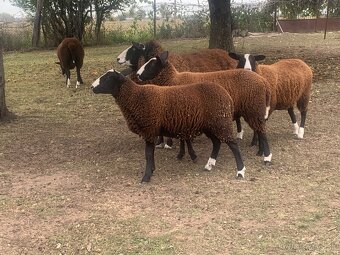 Zwartbles - ovce - 6