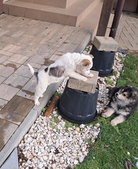 Darujem hrave šteniatka - 6