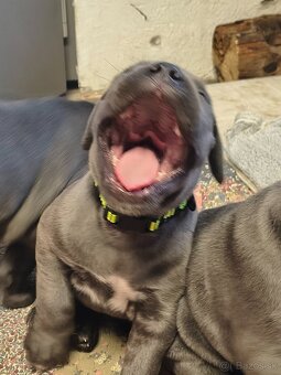 Šteniatka Cane Corso - 6
