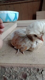 Kuriatka paduankyj v Ťavej farbe. Okrasna hydina .7tyzdnove - 6