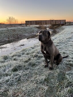Cane Corso šteniatka bez PP - 6