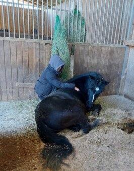 Pony Valach - 6