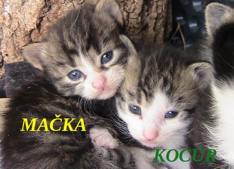 Darujem mačiatka 3 mačičky 1 kocúrik - 6