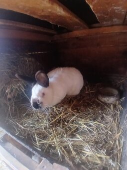 Kalifornske samice - 6