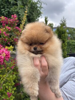 Pomeranian s rodokmeňom FCI - 6