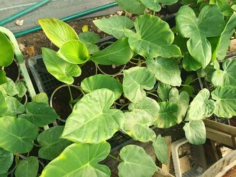 Colocasia Leucocasia gigantea - Slonie ucho - 6