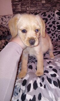 Kokeršpaniel x jazvečík - 6