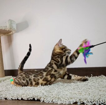 Bengálska mačka na predaj - 6