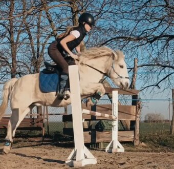 Poník na prenájom - 6