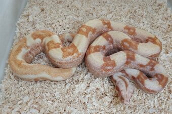 Boa imperator - Purple Sharp Sunglow Aztec, Sharp Sunglow - 6