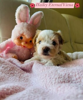 Golddust Yorkshire Terrier, Yorskshire s PP, Jork - 6