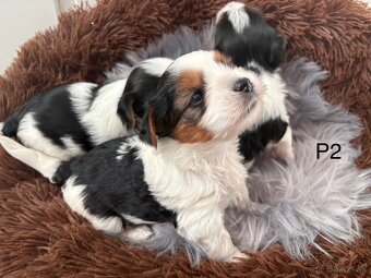 Biewer Yorkshire Terrier - 6