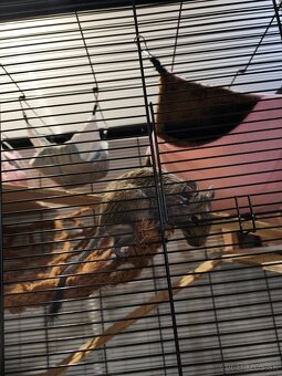 Osmak degu s komplet výbavou - 6