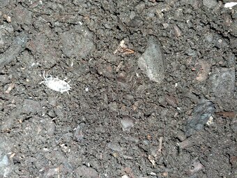 Pagekony riasnaté - 6