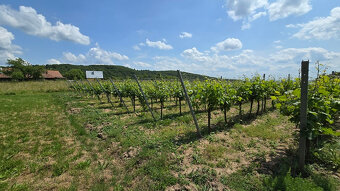 Krásny pozemok s vinicou v Jabloňovciach o výmere 9585 m2 - 6