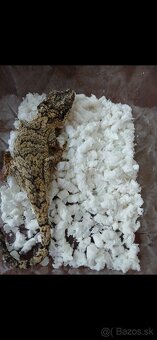 PAGEKONA Auriculatus - 6