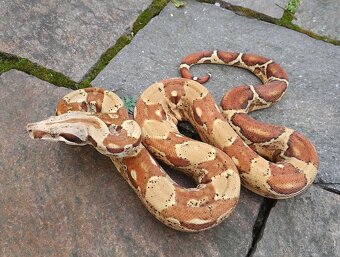 Boa imperator - Paradise Sunglow Aztec, Sunglow Motley - 6