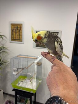 Rucne dormena korela. - 6