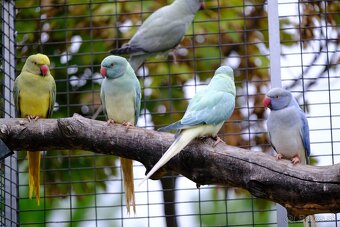 Alexander malý aqua opalin ct - 6