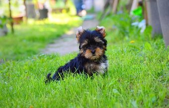 Yorkshirsky terrier mini - 6