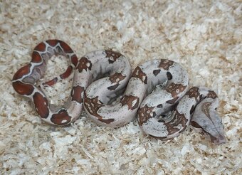 Boa imperator - VPI T+ Albino het Blood, Normal DH VPI Blood - 6