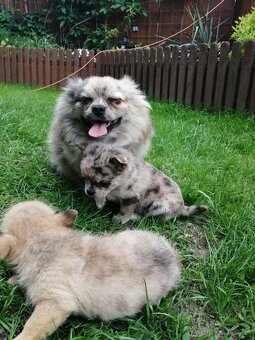 pomeranian x civava - 6