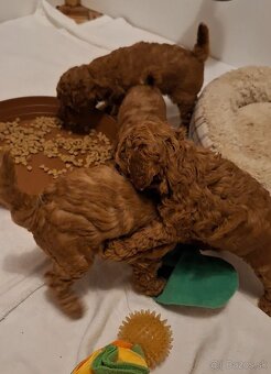 Pudlik pudel trpasličí-stredný fenky - 6