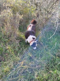 Karelsky Medvedí Pes - 6